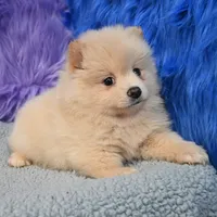 Remy, a male Pomeranian for sale in Donna, TX – 1 of 10
