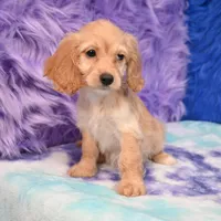 Annie , a female Cockapoo for sale in Donna, TX – 7 of 10