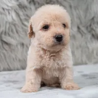 Rocky , a male Poodle - Miniature  for sale in Donna, TX – 6 of 6
