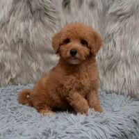 Jasper Micro size , a male Miniature Goldendoodle for sale in Donna, TX – Photo 8 of 8