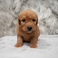Jasper , a male Miniature Goldendoodle for sale in Donna, TX – Photo 1 of 8