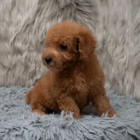 Jasper Micro size , a male Miniature Goldendoodle for sale in Donna, TX – Photo 4 of 8