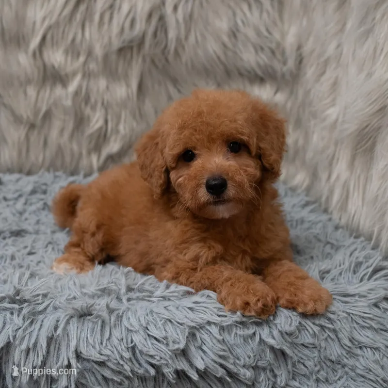 Jasper Micro size  – Miniature Goldendoodle puppy for sale in Donna, TX