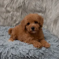 Jasper Micro size , a male Miniature Goldendoodle for sale in Donna, TX – Photo 1 of 8