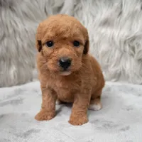 Jasper , a male Miniature Goldendoodle for sale in Donna, TX – Photo 2 of 8
