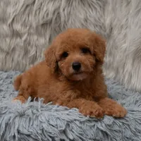 Jasper Micro size , a male Miniature Goldendoodle for sale in Donna, TX – Photo 3 of 8