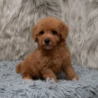 Jasper Micro size , a male Miniature Goldendoodle for sale in Donna, TX – Photo 5 of 8