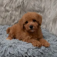 Jasper Micro size , a male Miniature Goldendoodle for sale in Donna, TX – Photo 2 of 8