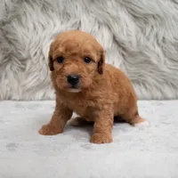 Jasper , a male Miniature Goldendoodle for sale in Donna, TX – Photo 4 of 8