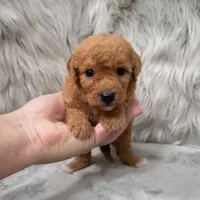 Jasper , a male Miniature Goldendoodle for sale in Donna, TX – Photo 7 of 8