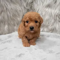Jasper , a male Miniature Goldendoodle for sale in Donna, TX – Photo 5 of 8
