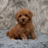Jasper Micro size , a male Miniature Goldendoodle for sale in Donna, TX – Photo 6 of 8