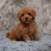 Jasper Micro size , a male Miniature Goldendoodle for sale in Donna, TX – Photo 7 of 8