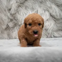 Jasper , a male Miniature Goldendoodle for sale in Donna, TX – Photo 3 of 8