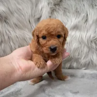 Jasper , a male Miniature Goldendoodle for sale in Donna, TX – Photo 6 of 8