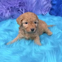 Harper , a female Poodle - Miniature  for sale in Donna, TX – 9 of 10
