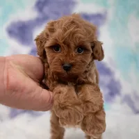 Zeus , a male Maltipoo for sale in Donna, TX – 3 of 7