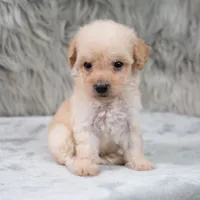Lila, a female Poodle - Miniature  for sale in Donna, TX – 3 of 7