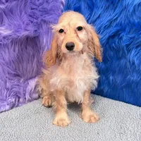 Annie  - 7 day return guarantees, a female Cockapoo for sale in Donna, TX – 3 of 10