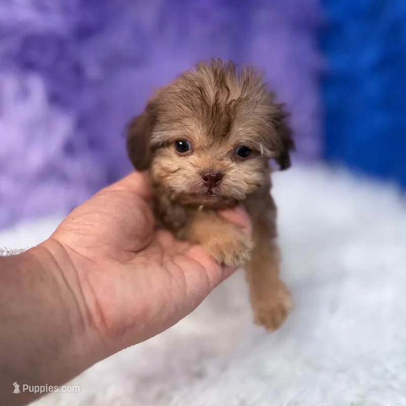 Sergio – Shihpoo puppy for sale in Donna, TX