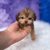 Sergio, a male Shihpoo for sale in Donna, TX – 1 of 9