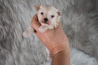 Murphy , a male Maltipoo for sale in Donna, TX – 5 of 10