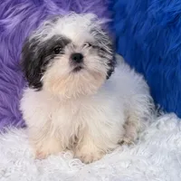 Charlie, a male Mal Shi for sale in Donna, TX – 8 of 10
