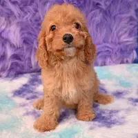 Minnie , a female Cockapoo for sale in Donna, TX – 6 of 10