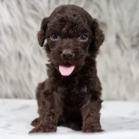 Oscar , a male Poodle - Miniature  for sale in Donna, TX – 3 of 7
