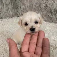 Buddy, a male Maltipoo for sale in Donna, TX – 3 of 8
