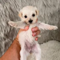 Buddy, a male Maltipoo for sale in Donna, TX – 7 of 8