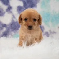 Layla , a female Maltipoo for sale in Donna, TX – 4 of 5