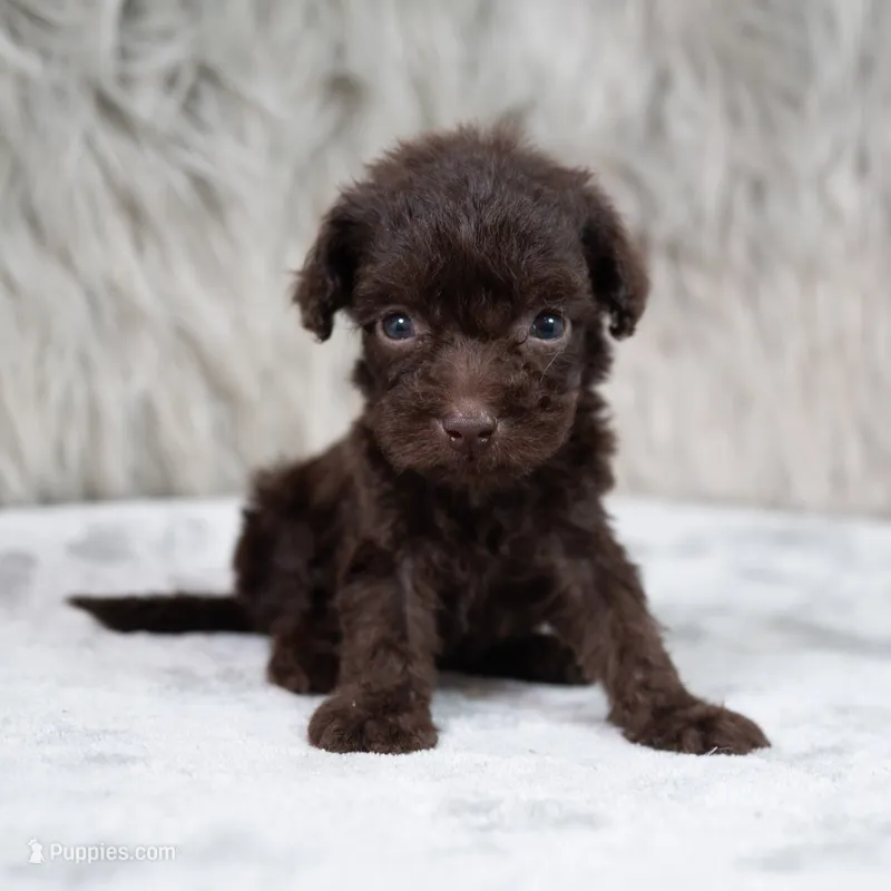 Buddy  – Poodle - Miniature  puppy for sale in Donna, TX
