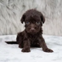 Buddy , a male Poodle - Miniature  for sale in Donna, TX – 1 of 6
