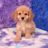 Perla , a female Cockapoo for sale in Donna, TX – 6 of 10