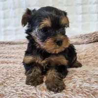 Maggie , a female Yorkshire Terrier for sale in Donna, TX – 10 of 10