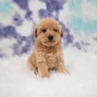 Luis , a male Maltipoo for sale in Donna, TX – 1 of 7