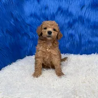 processed/f00ba38b-8c1c-4a8b-a7bd-5e2bdb4d7c39/listing/8b4c7e30-eba7-4706-8588-5b336173f296/2fa334ad-e2d4-4616-abc8-95daa8507d4d