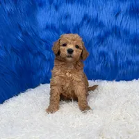 processed/f00ba38b-8c1c-4a8b-a7bd-5e2bdb4d7c39/listing/8b4c7e30-eba7-4706-8588-5b336173f296/c98cf686-2cbc-40de-bbd1-57ae95be8665