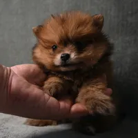 Tucker - 7 day return policy, a male Pomeranian for sale in Donna, TX – 7 of 8
