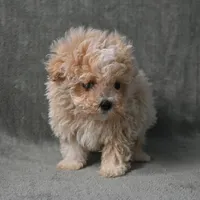 Max, a male Maltipoo for sale in Donna, TX – 1 of 9