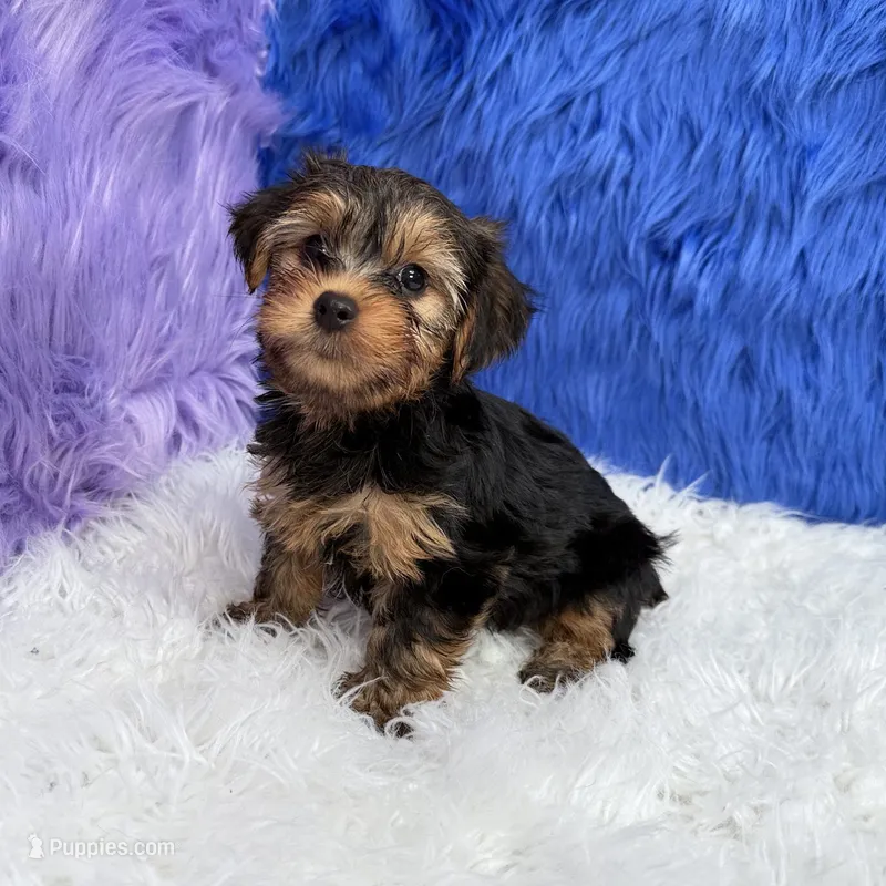 John  – Yorkshire Terrier puppy for sale in Donna, TX