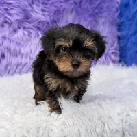 Jax, a male Yorkshire Terrier for sale in Donna, TX – 8 of 10