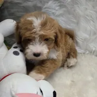George, a male Maltipoo for sale in Donna, TX – 2 of 7