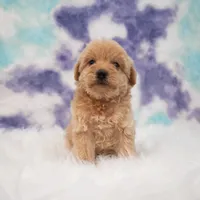 Luis , a male Maltipoo for sale in Donna, TX – 5 of 7