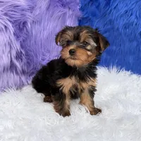 Maggie  - 7 day return guarantees, a female Yorkshire Terrier for sale in Donna, TX – 5 of 10