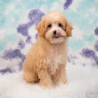 Leo, a male Miniature Goldendoodle for sale in Donna, TX – 4 of 7