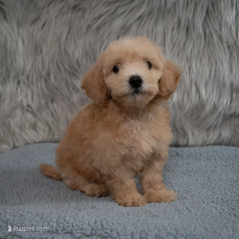 Max  Micro-Mini – Miniature Goldendoodle puppy for sale in Donna, TX