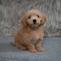 Max  Micro-Mini, a male Miniature Goldendoodle for sale in Donna, TX – 1 of 6