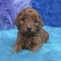 karina, a female Poodle - Miniature  for sale in Donna, TX – 10 of 10